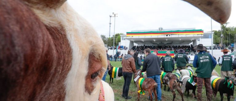 RS recebe certificado de estado livre da febre aftosa