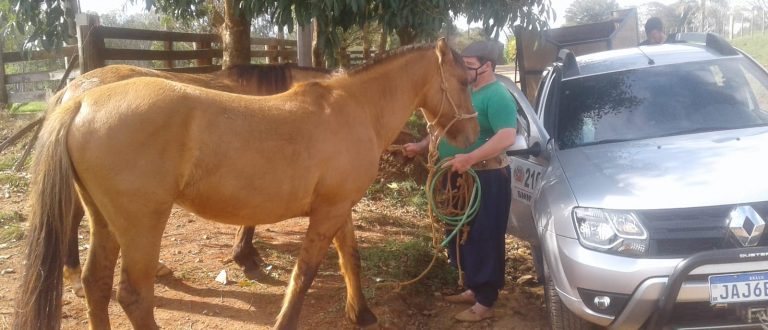 Segue a chipagem e resenha de cavalos