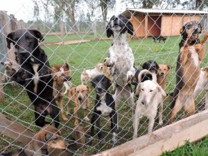 Entra em vigor lei que proíbe sacrifício de animais por zoonoses