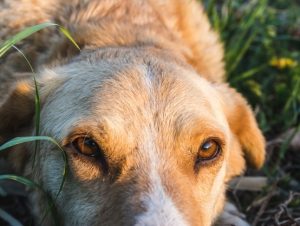 Paraíso do Sul registra surto de cinomose canina