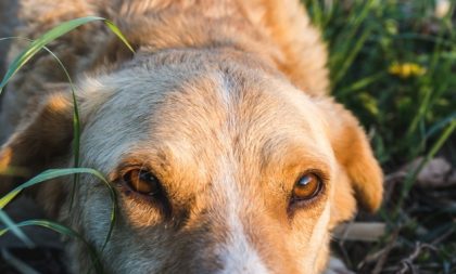 Paraíso do Sul registra surto de cinomose canina