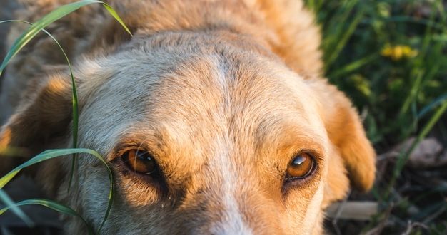 Paraíso do Sul registra surto de cinomose canina