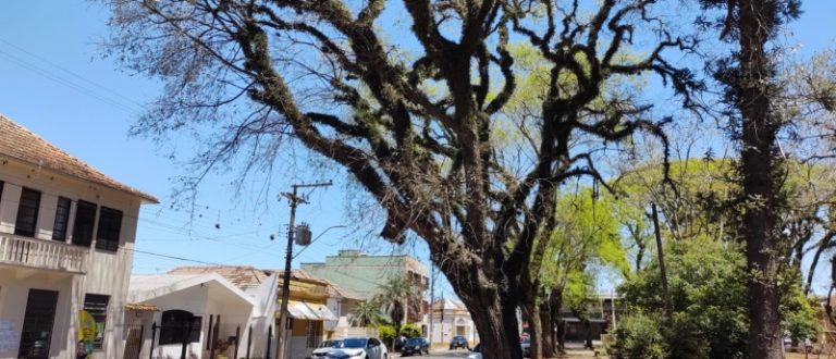 Retirada de árvore causará interrupção do trânsito no sábado