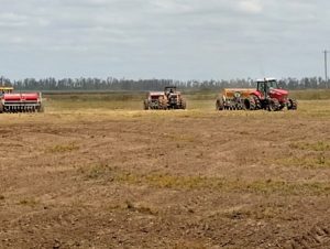 Semeadura de arroz no RS alcança 36%