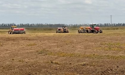 Semeadura de arroz no RS alcança 36%