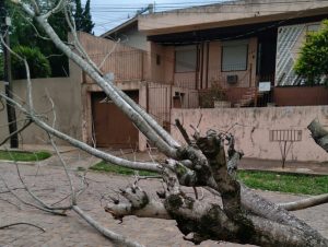 Saldo do vento e chuva tem falta de energia e queda de árvore