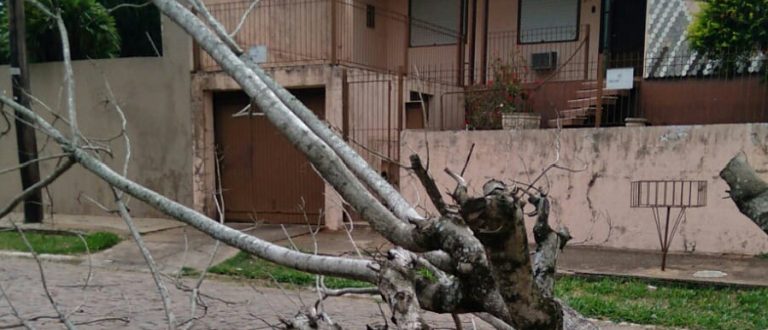 Saldo do vento e chuva tem falta de energia e queda de árvore