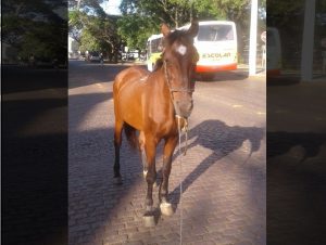 Cavalo solto é flagrado na Praça Honorato