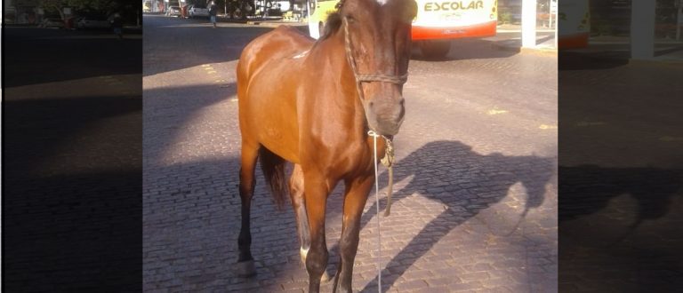 Cavalo solto é flagrado na Praça Honorato