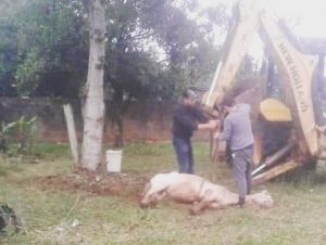 Covardia: Cavalo “Milagre” foi abandonado agonizando…