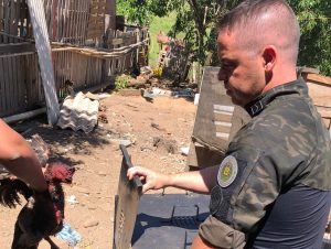 2º BABM apreende pássaros e galos de rinha em Cachoeira