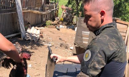 2º BABM apreende pássaros e galos de rinha em Cachoeira