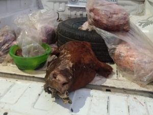 BM apreende carne sem procedência no Piquiri