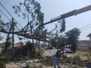 Vendaval: galhos por toda a parte