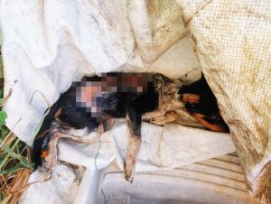 Crueldade no Promorar: cão é alvo de maus-tratos com água quente