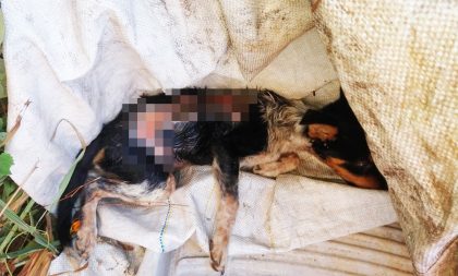 Crueldade no Promorar: cão é alvo de maus-tratos com água quente