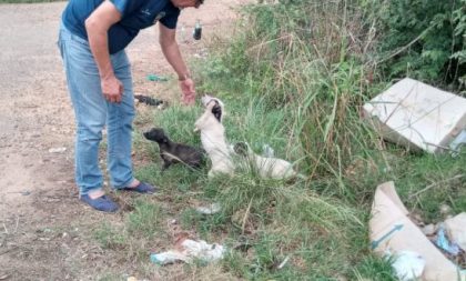 Maus-tratos e abandono de animais mudam rotina do Cempra em Cachoeira