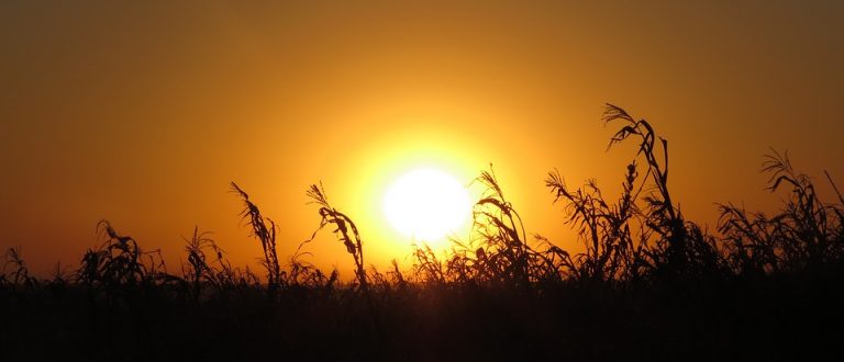 Produtor Rural no Rádio aborda EPIs e doenças por exposição ao sol