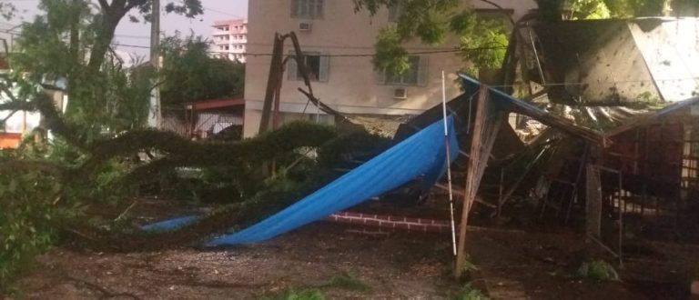 Chuva causa queda de árvore sobre o camelódromo