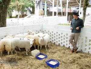 Cabanha de Cachoeira começa a se destacar na ovinocultura