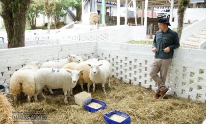 Cabanha de Cachoeira começa a se destacar na ovinocultura