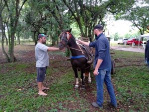 Prefeitura inicia cadastramento de cavalos de carroça