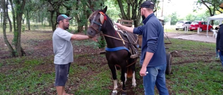 Prefeitura inicia cadastramento de cavalos de carroça