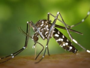 Cachoeira confirma dois casos de dengue