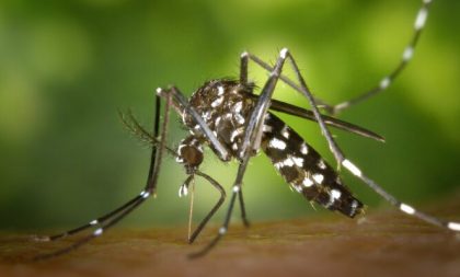 Cachoeira confirma dois casos de dengue