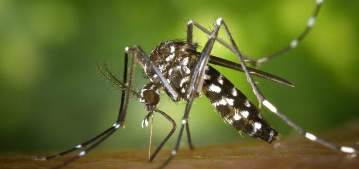 Cachoeira confirma dois casos de dengue