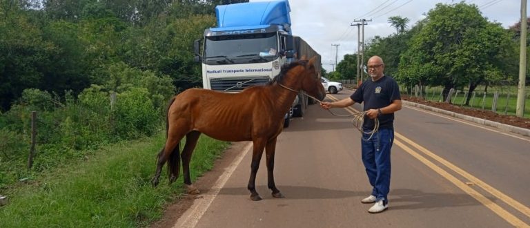 Equipe do Cempra recolhe cavalo na Volta da Charqueada