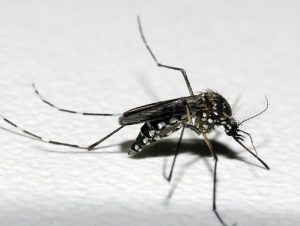 Cachoeira do Sul confirma 7º caso de Chikungunya