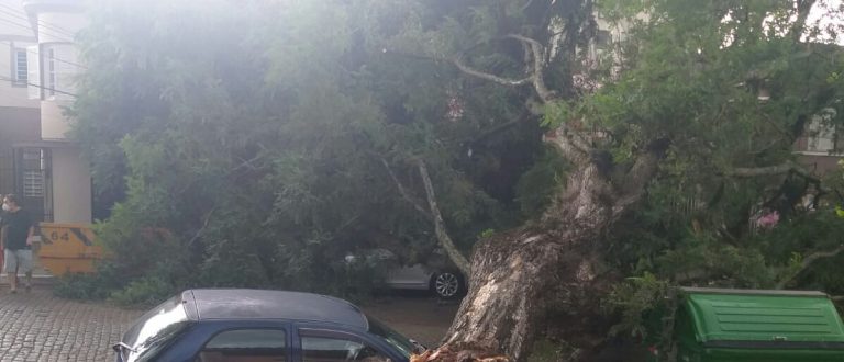 Vento provoca queda de árvore sobre carro no centro