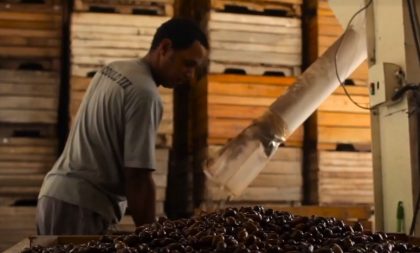 Pecanita abre inscrições para colheita de noz