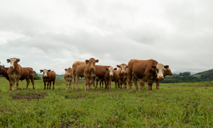 1ª vez na América Latina: vírus da influenza bovina é detectado em Rio Pardo