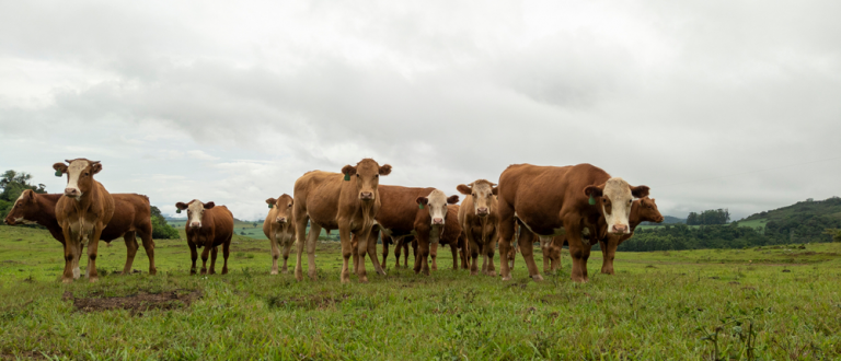 1ª vez na América Latina: vírus da influenza bovina é detectado em Rio Pardo