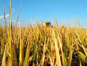 Arroz: Região tem 58% de área colhida