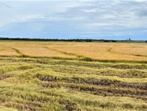 Arroz: Região alcança 84,93% de área colhida