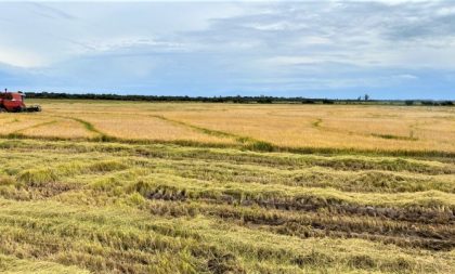 Arroz: Região alcança 84,93% de área colhida