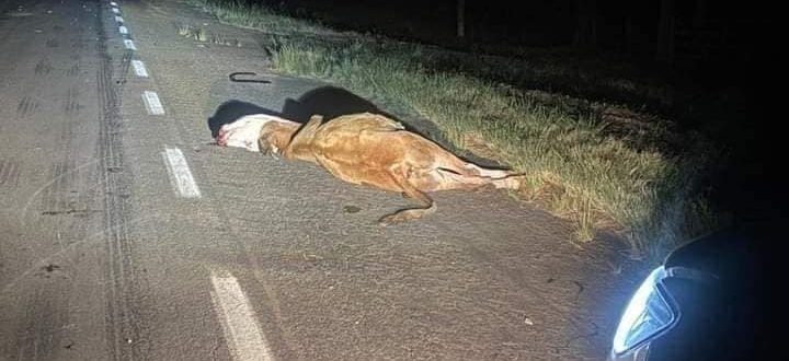 Animal na pista: presidente da Famurs sofre acidente em Cachoeira do Sul