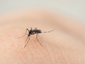 Bairro Augusta tem caso de Chikungunya