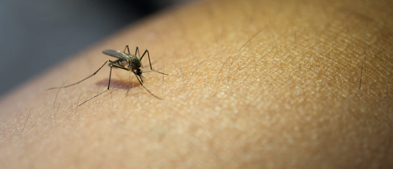 Cachoeira do Sul tem 150 casos suspeitos de Dengue