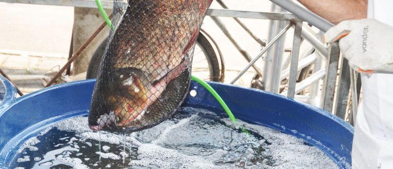 Feira do Peixe Vivo será nos dias 12, 13 e 14