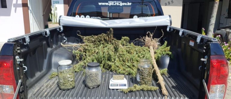 Polícia Civil apreende 3 kg de maconha in natura em Paraíso do Sul