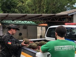 2º Batalhão Ambiental da BM faz doação de pinhão ao zoológico municipal