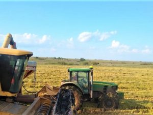 Arroz: Região atinge 87% de área colhida