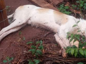 Mortes de animais por envenenamento motivam denúncia em rua do Tibiriçá