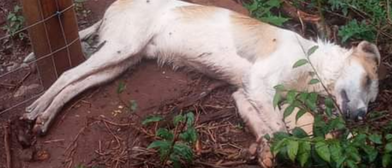 Mortes de animais por envenenamento motivam denúncia em rua do Tibiriçá