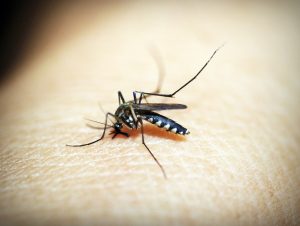 Dengue: Cachoeira do Sul ultrapassa marca de 400 casos