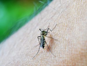 Sobe para seis número de casos de Chikungunya em Cachoeira do Sul